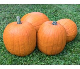Courge - Jack'o lantern - BIODYNAMIQUE
