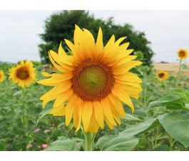 Tournesol mélange - 5 kg - pour 1000 à 1250 m² - BIO