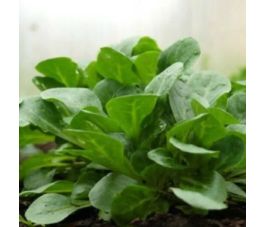 Mâche - De Comines - BIO - 50% de remise - germination réduite