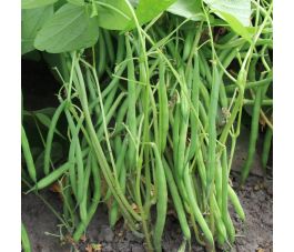 Haricot nain - Faraday - BIO - 50% de remise - germination réduite