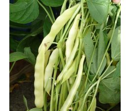 Haricot nain - beurre - Capitano - BIO - 50% de remise - germination réduite