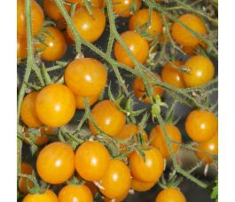 Tomate cerise- Yellow Clementine - BIO