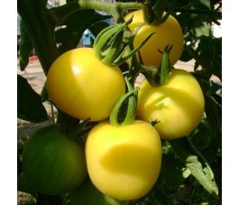 Tomate - Mirabelle Blanche - BIO - remise de 50% - germination réduite