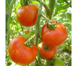 Tomate - Tigerella Bicolore - BIO - 50% de remise - germination réduite