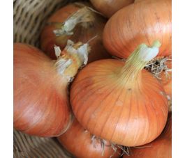 Oignon - Stuttgarter - BIO