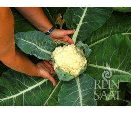 Chou-fleur - Odysseus - BIO