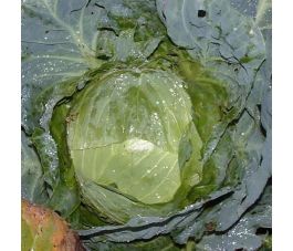 Chou cabus blanc - Holsteiner Platter - BIO