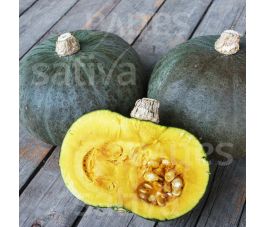 Courge - Green Hokkaido - BIODYNAMIQUE
