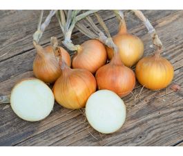 Oignon - Sturon - BIODYNAMIQUE