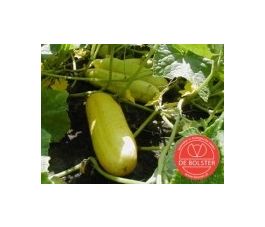 Concombre - Gele Tros - BIO