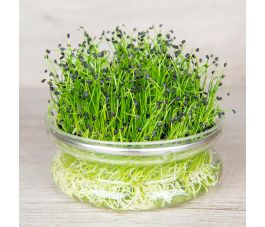 Ciboule de Chine - graines à germer 20g - BIO