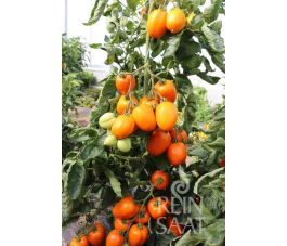 Tomate - Carmen - BIODYNAMIQUE - 50% de remise - germination réduite