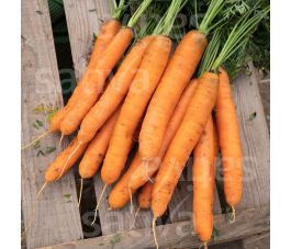 Carotte - Dolciva - BIODYNAMIQUE
