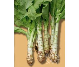 Celtuce - Laitue chinoise - BIODYNAMIQUE