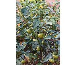 Tomatille - Vert - BIO