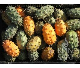 Concombre cornu - Kiwano - BIO