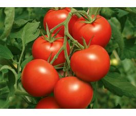 Tomate, Pilu, Bingenheimer Saatgut