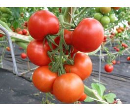 Tomate - Tica - BIODYNAMIQUE