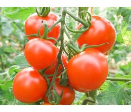 Tomate - Ruthje - BIODYNAMIQUE