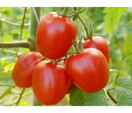 Tomate - Quadro - BIODYNAMIQUE