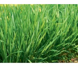 Seigle semi-permanent 50g - BIO