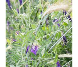 Mélange d'automne vesce d'hiver-seigle 50g - BIO