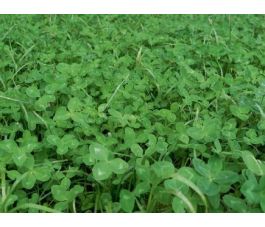 Mélange graminées-trèfle 25g - BIO