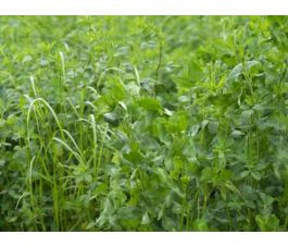 Luzerne-trèfle des prés-pelouse, engrais vert 25g - BIO