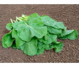 Bette- Verde da taglio - BIODYNAMIQUE