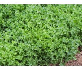 Chicorée endive / Scarole - Wallonne (Frisée) - BIODYNAMIQUE