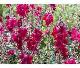 Antirrhinum majus - Mufflier 'Black Prince' - BIODYNAMIQUE