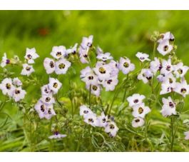 Gilia tricolor - Gilia - BIODYNAMIQUE