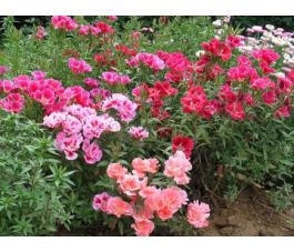 Godetia grandiflora - Godetia à fleur d’azalée - BIODYNAMIQUE