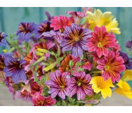 Salpiglossis sinuata - Fleur trompette en velours - BIODYNAMIQUE