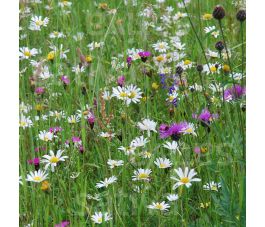 Mélange fleurs sauvages pour prairie sèche - BIO