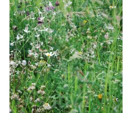 Mélange de fleurs sauvages pour massif ombragé - BIO