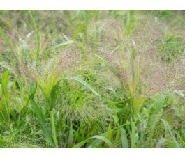 Panicum virgatum - Panic érigé 'Fontaine' - BIODYNAMIQUE