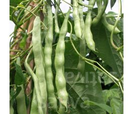 Haricot à rames - Trebona - BIODYNAMIQUE