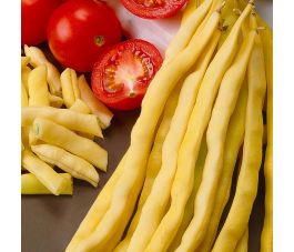 Haricot à rames mangetout - Neckargold - BIO