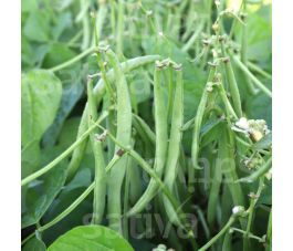 Haricot nain - Maxi - BIO