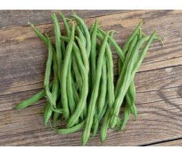 Haricot nain - Caruso - BIO