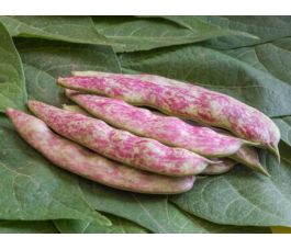 Haricot nain - Sanguigno 2 - BIO