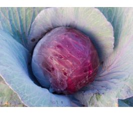 Chou rouge - Granat - BIODYNAMIQUE