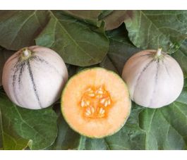 Melon - Murrmel - BIODYNAMIQUE