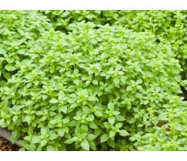 Basilic fin vert - BIODYNAMIQUE