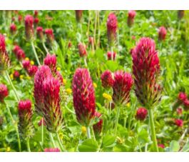 Trèfle incarnat 25g - BIO