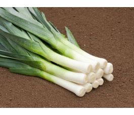Poireau - Haldor - BIODYNAMIQUE