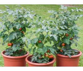 Tomate buissonnante - Bogus Fruchta - BIODYNAMIQUE