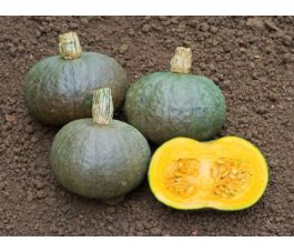 Potiron - Blue Kuri - BIODYNAMIQUE