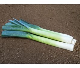 Poireau d'automne - Philomene - BIO